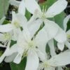 Bosrank, Groenblijvend (Clematis Armandii 'Snowdrift') -PlantenPracht Winkel 20100218143418 3 1