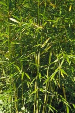 Niet Woekerende Bamboe (Fargesia Robusta) -PlantenPracht Winkel 20100223184938 5