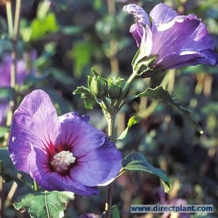 Altheastruik Op Stam (Hibiscus Syriacus 'Oiseau Blue') 4 Altheastruik Op Stam (Hibiscus Syriacus 'Oiseau Blue') - Afbeelding 2