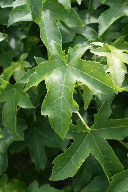 Amberboom (Liquidambar 'Gum Ball') 4 Amberboom (Liquidambar 'Gum Ball') - Afbeelding 2