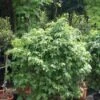 Amberboom Als Struik (Liquidambar 'Gum Ball')