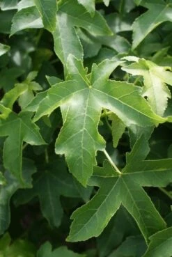 Amberboom Als Struik (Liquidambar 'Gum Ball') -PlantenPracht Winkel 20100712161358 1