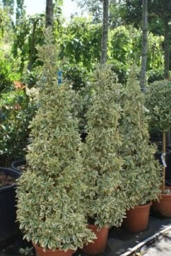 Kardinaalshoed Als Pyramide (Euonymus Japonicus 'Bravo') -PlantenPracht Winkel 20100712164204 3