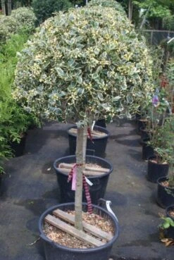 Hulst Op Stam (Ilex 'Argentea Marginata') -PlantenPracht Winkel 20100712171848 1