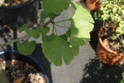 Japanse Notenboom, Meerstammig (Ginkgo Biloba) -PlantenPracht Winkel 20100719115514 4 2