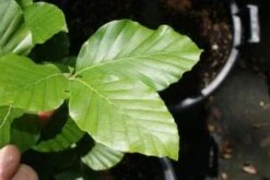 Gele Zuilbeuk (Fagus Sylvatica 'Dawyck Gold') -PlantenPracht Winkel 20100720141916 9