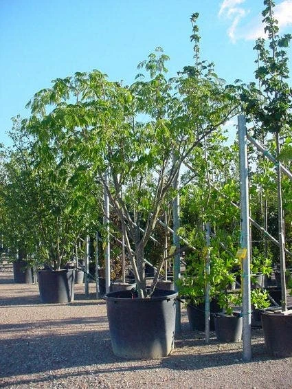 Perzische Slaapboom Als Struik (Albizia Julibrissin 'Ombrella') 6 Perzische Slaapboom Als Struik (Albizia Julibrissin 'Ombrella') - Afbeelding 4