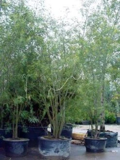 Mimosa (Acacia Dealbata) -PlantenPracht Winkel 20100906111139 7