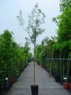 Mimosa Als Boom (Acacia Dealbata) -PlantenPracht Winkel 20100906111726 7 1