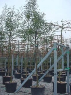 Mimosa Als Boom (Acacia Dealbata) -PlantenPracht Winkel 20100906111736 6 1