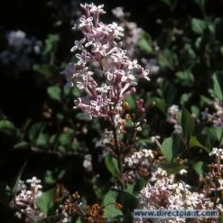 Sering Op Stam (Syringa Meyeri 'Palibin')