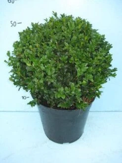 Buxusbol (Buxus Sempervirens, Bolvorm) -PlantenPracht Winkel 20101207115632 20
