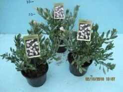 Zilverwinde (Convolvulus Cneorum ) -PlantenPracht Winkel 20101207115958 2