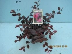 Loropetalum (Loropetalum 'Fire Dance') -PlantenPracht Winkel 20101207125111 3