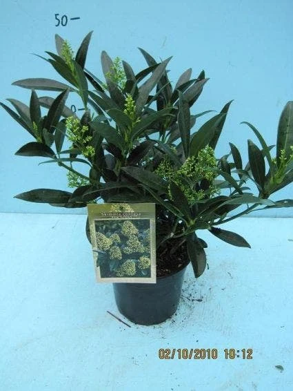 Skimmia (Skimmia Confusa 'Kew Green') 3 Skimmia (Skimmia Confusa 'Kew Green')