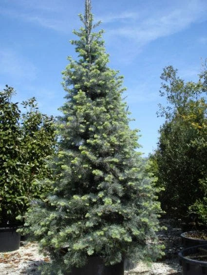 Colorado Zilverspar (Abies Concolor) 4 Colorado Zilverspar (Abies Concolor) - Afbeelding 2