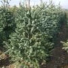 Spaanse Den (Abies Pinsapo 'Glauca')