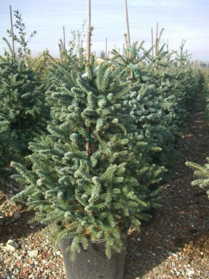 Spaanse Den (Abies Pinsapo 'Glauca') 3 Spaanse Den (Abies Pinsapo 'Glauca')