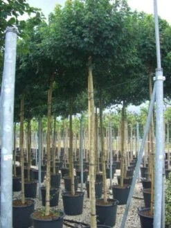 Bolesdoorn (Acer Campestre 'Nanum') -PlantenPracht Winkel 20101207144224 13