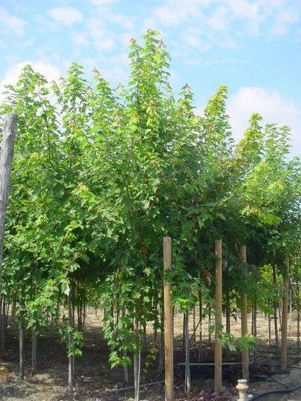 Esdoorn (Acer Freemanii 'Autumn Blaze') 3 Esdoorn (Acer Freemanii 'Autumn Blaze')