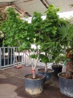 Japanse Esdoorn (Acer Japonicum 'Vitifolium') -PlantenPracht Winkel 20101207145443 7 1