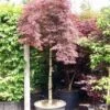 Japanse Esdoorn Als Boom (Acer Palmatum 'Inabe-shidare') -PlantenPracht Winkel 20101207164028 4 1