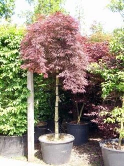 Japanse Esdoorn Als Boom (Acer Palmatum 'Inabe-shidare')