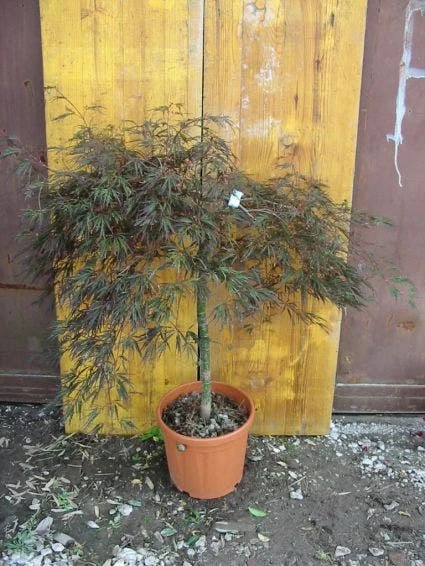 Japanse Esdoorn (Acer Palmatum 'Ornatum') 7 Japanse Esdoorn (Acer Palmatum 'Ornatum') - Afbeelding 5