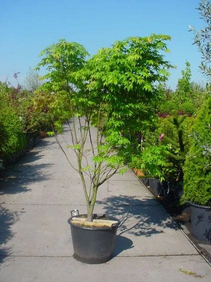 Japanse Esdoorn (Acer Palmatum 'Osakazuki') 9 Japanse Esdoorn (Acer Palmatum 'Osakazuki') - Afbeelding 7