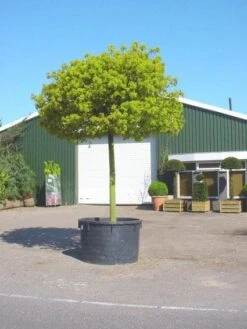 Bolesdoorn (Acer Platanoides 'Globosum') -PlantenPracht Winkel 20101207173811 22 1