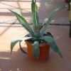 Agave (Agave Americana) -PlantenPracht Winkel 20101209105517 3