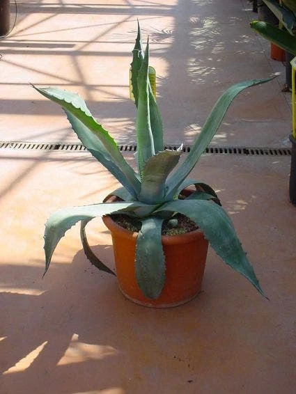 Agave (Agave Americana) 3 Agave (Agave Americana)