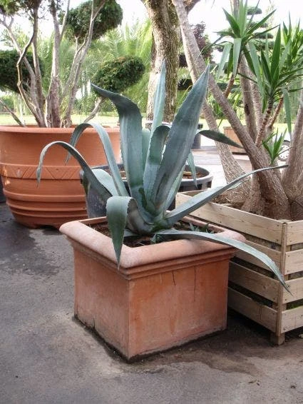 Agave (Agave Americana) 4 Agave (Agave Americana) - Afbeelding 2