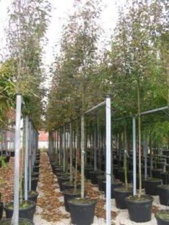 Krentenboom (Amelanchier Arborea 'Robin Hill') 13 Krentenboom (Amelanchier Arborea 'Robin Hill') -PlantenPracht Winkel 20101209111140 10 1