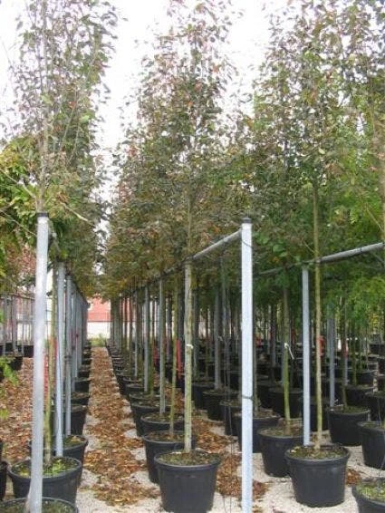 Krentenboom (Amelanchier Arborea 'Robin Hill') 8 Krentenboom (Amelanchier Arborea 'Robin Hill') - Afbeelding 6