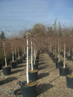 Prieelberk (Betula Pendula 'Youngii') 12 Prieelberk (Betula Pendula 'Youngii') -PlantenPracht Winkel 20101209130348 14 2