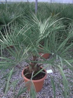 Geleipalm (Butia Capitata) -PlantenPracht Winkel 20101209131859 6