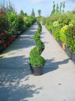 Buxus Als Spiraal (Buxus Sempervirens) -PlantenPracht Winkel 20101209134851 2
