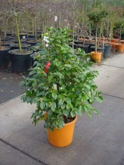 Camelia (Camellia, Rood) -PlantenPracht Winkel 20101209152442 60 12 2