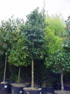 Camelia Als Boom (Camellia Japonica) 5 Camelia Als Boom (Camellia Japonica) -PlantenPracht Winkel 20101209152842 4 1