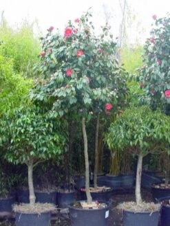 Camelia Als Boom (Camellia Japonica)