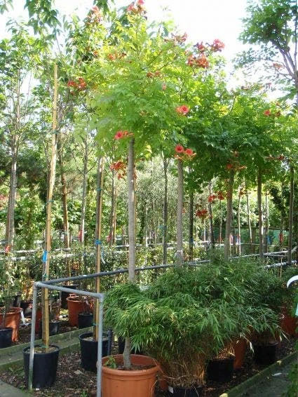 Trompetbloem Als Boom (Campsis Tagliabuana 'Mme Galen') 4 Trompetbloem Als Boom (Campsis Tagliabuana 'Mme Galen') - Afbeelding 2