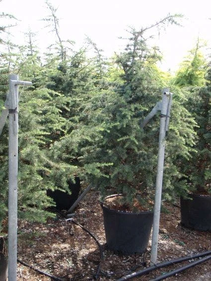 Libanonceder (Cedrus Libani) 8 Libanonceder (Cedrus Libani) - Afbeelding 6
