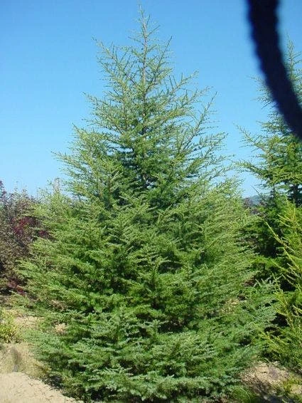 Libanonceder (Cedrus Libani) 4 Libanonceder (Cedrus Libani) - Afbeelding 2