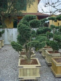 Libanonceder Als Bonsai (Cedrus Libani) -PlantenPracht Winkel 20101210105909 6