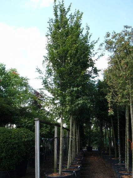 Haagbeuk Als Boom (Carpinus Betulus 'Fastigiata') 7 Haagbeuk Als Boom (Carpinus Betulus 'Fastigiata') - Afbeelding 5