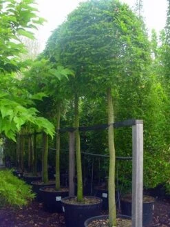 Haagbeuk Als Bolboom (Carpinus Betulus)