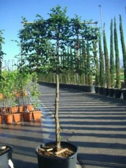 Haagbeuk Als Leiboom (Carpinus Betulus) -PlantenPracht Winkel 20101210145804 12