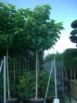 Gele Trompetboom (Catalpa Bignonioides 'Aurea') 8 Gele Trompetboom (Catalpa Bignonioides 'Aurea') -PlantenPracht Winkel 20101210154525 8 1