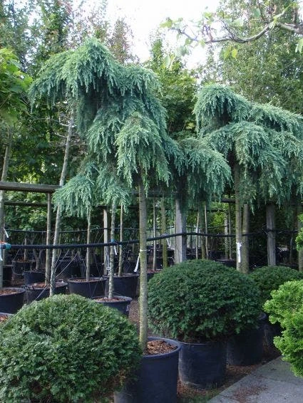 Ceder Als Boom (Cedrus Deodara 'Feelin Blue') 3 Ceder Als Boom (Cedrus Deodara 'Feelin Blue')